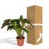 Calathea Flamestar (Pfauenpflanze) 19cm Topf, 75cm hoch Bild 6