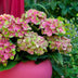 Hortensie Magical Green Fire - Rosa Grün - 6-10 Blumen - 55cm Bild 5
