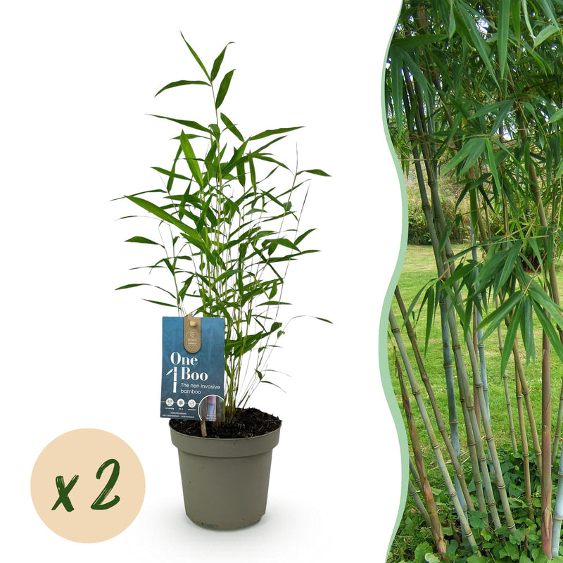 GreenboutiQ Fargesia Blue Dragon Bambus - 2 Pflanzen im 14cm Topf