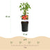 GreenboutiQ Kletterpflanzen Set: 4 Sorten für üppige Blütenpracht Bild 4