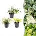3x Epipremnum Tricolour (6cm Topf) - Tropische Blattschönheiten Bild 1