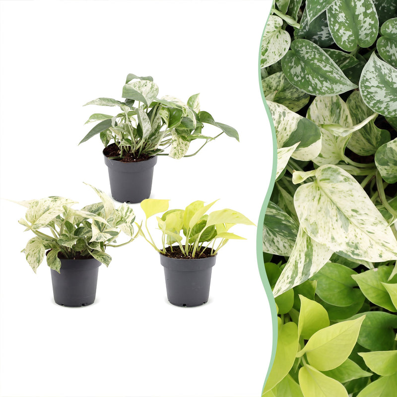 3x Epipremnum Tricolour (6cm Topf) - Tropische Blattschönheiten