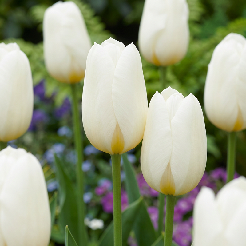 30x Tulipa Triumph Weiß: Elegante Frühlingsblüher für Ihren Garten