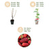 GreenboutiQ - Obstpflanzen - Taybes - Rubus Tayberry - Winterhart - 3 Pflanzen - Topf 9 cm - Rote Beere Bild 12