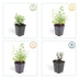 24x Nepeta 'Six Hills Giant' Staude, 10-25cm, Ø9cm Bild 5