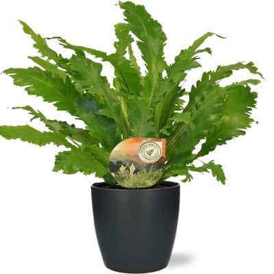 Asplenium Campio Zimmerpflanze im Anthrazit Topf Ø17cm ↕50cm