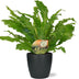 Asplenium Campio Zimmerpflanze im Anthrazit Topf Ø17cm ↕50cm Bild 1