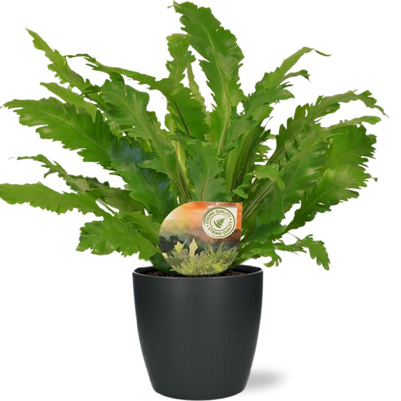 Asplenium Campio Zimmerpflanze im Anthrazit Topf Ø17cm ↕50cm
