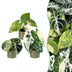 3x Baby Alocasia Tricolour Variegata Set Ø6cm Bild 1
