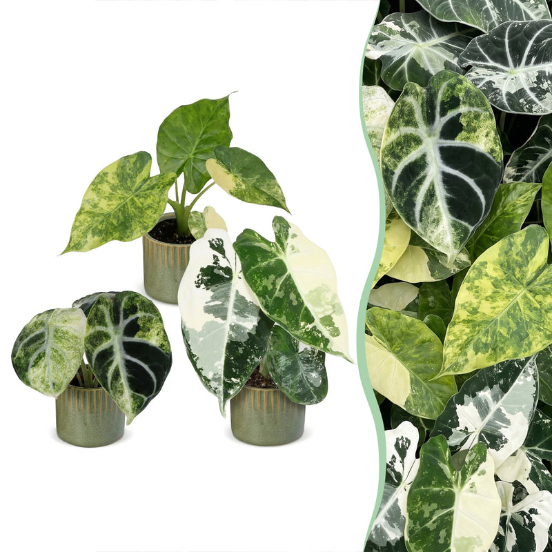 3x Baby Alocasia Tricolour Variegata Set Ø6cm