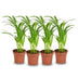 4x Goldfruchtpalme (Dypsis Lutescens) Ø 12cm, Höhe 40cm Bild 1