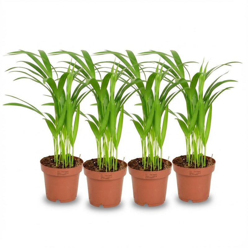 4x Goldfruchtpalme (Dypsis Lutescens) Ø 12cm, Höhe 40cm