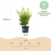 BetterBuxus Babylon Beauty: 4x Disease-Resistant Boxwood (1m) Bild 3