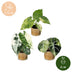 3x Alocasia Tricolour Variegata Baby - Ø6cm - Tropisches Trio Bild 5