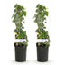 GreenboutiQ Climbing Plant Ivy (Hedera helix) - Evergreen, Set of 2 Bild 2