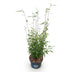 Fargesia nitida 'Black Dragon' - Non-invasive bamboo, 80cm, 23cm pot Bild 2