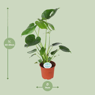 Monstera Deliciosa - Ø14cm Topf - ca. 45cm hoch