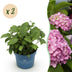 Hydrangea Endless Summer Pink: 2 winter-hardy hydrangeas Bild 1