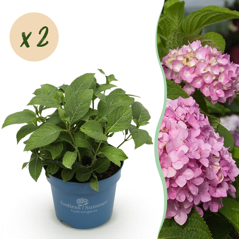 Hydrangea Endless Summer Pink: 2 winter-hardy hydrangeas