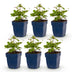Green boutiQ - Perennial - Anemone Tricolour - Autumn Anemone - Shade - Dark Pink - Pink - White - 6 Plants - Pot 11cm - Height 15-25cm Bild 5