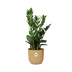 Zamioculcas (ZZ plant) - Height 45-50cm in yellow ELHO pot Bild 1