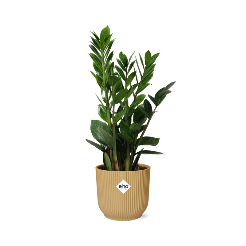 Zamioculcas (ZZ plant) - Height 45-50cm in yellow ELHO pot