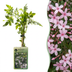 Stephans Jasmin 'Jasminum stephanense' - Rosafarbene Kletterpflanze (Ø9cm, ↕35cm) Bild 1