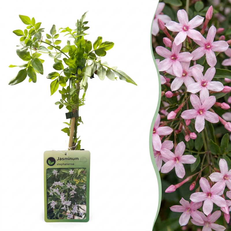 Stephans Jasmin 'Jasminum stephanense' - Rosafarbene Kletterpflanze (Ø9cm, ↕35cm)