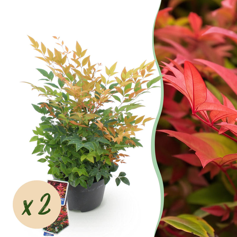 GreenboutiQ Nandina Gulfstream Orange - 2 Pflanzen, immergrün, pflegeleicht