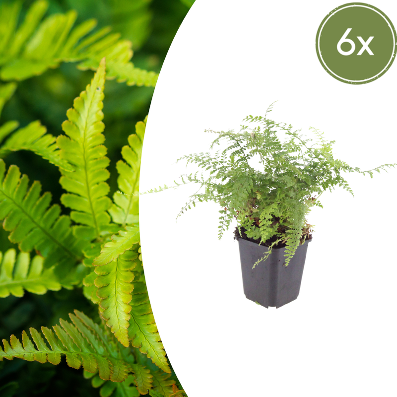 6x Polystichum set. 'Herrenhausen' - Farn 10-25cm, Ø9cm