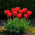 GreenboutiQ - Blumenzwiebeln - Tulp Triumph Red - Bulbs Hardy Perennial - Farbe Rot - 15 Stück - Zwiebelgröße 11/12 - XXL Pack Bild 5