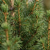 4x Picea glauca Conica - Zuckerhutfichte - Grün - Weihnachtsbaum - Ø13cm - ↕45cm Bild 4