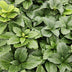 48x Pachysandra terminalis - ↕10-25cm - Ø9cm Bild 6