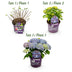 Hortensie 'Forever & Ever' Blau: 2 Pflanzen im 23cm Topf, 55cm hoch Bild 4
