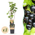Blackcurrant 'Ben Nevis' - 2 plants in 15 cm pot Bild 1