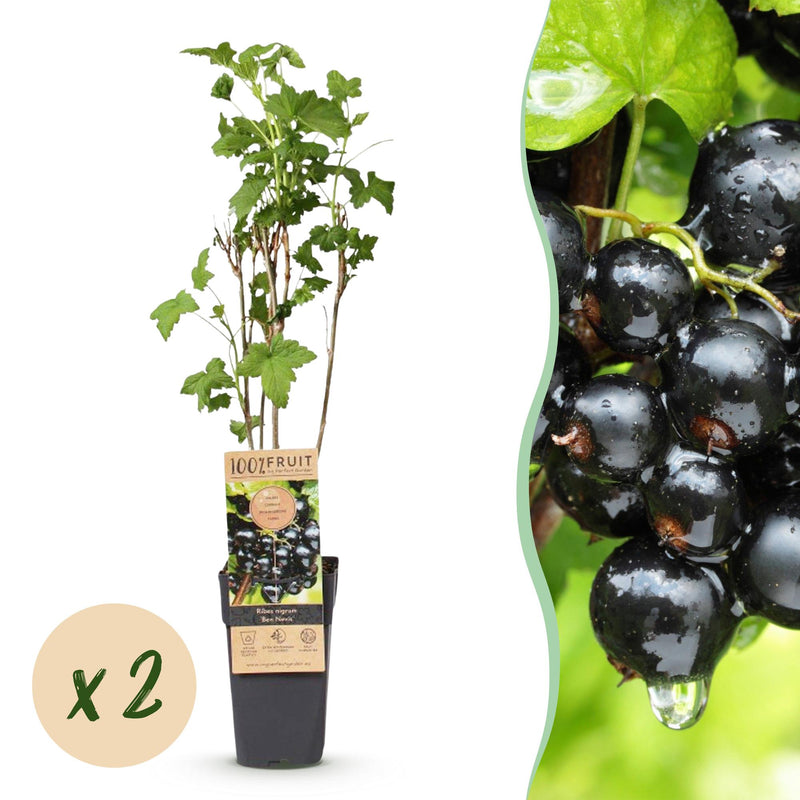 Blackcurrant 'Ben Nevis' - 2 plants in 15 cm pot