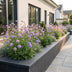 Green boutiQ - Perennial - Scabiosa Duo - Pincushion Flower - Bee and Butterfly Attractors - Purple - Pink - 12 Plants - Pot 11cm - Height 15-25cm Bild 6