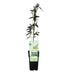 Passiflora Constance Elliot Kletterpflanze, weiß, Ø15cm, ↕65cm Bild 3