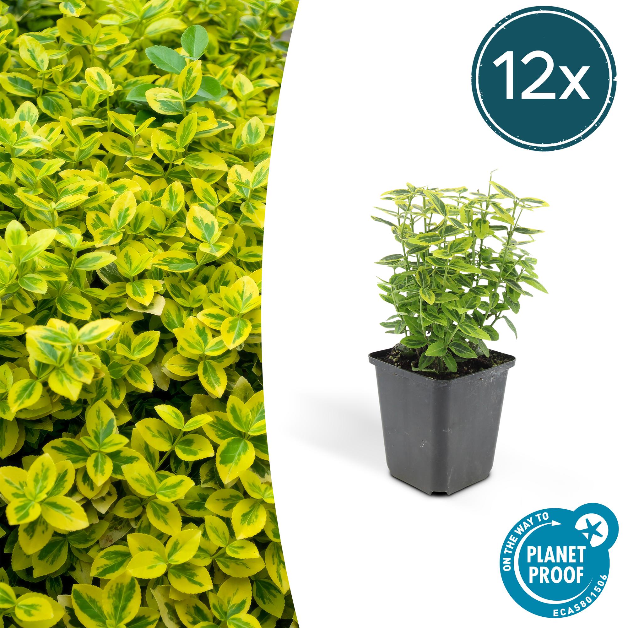 12x Euonymus 'Emerald 'n Gold' - 10-25cm - Ø9cm