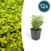 12x Euonymus 'Emerald 'n Gold' - 10-25cm - Ø9cm Bild 1
