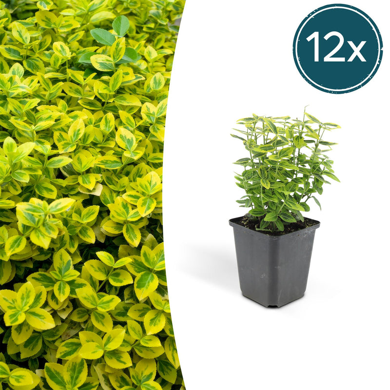12x Euonymus 'Emerald 'n Gold' - 10-25cm - Ø9cm