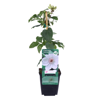 6x Clematis 'Miss Bateman' – Weiße Blütenpracht im P9 Topf