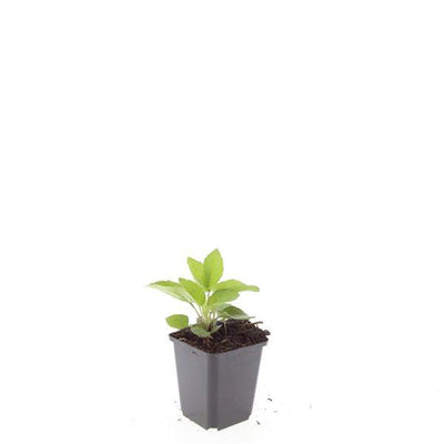 24x Rudbeckia fulgida 'Goldsturm' - ↕10-25cm - Ø9cm