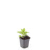 24x Rudbeckia fulgida 'Goldsturm' - ↕10-25cm - Ø9cm Bild 2