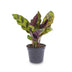 Calathea Lancifolia (Pfauenpflanze) - Terrarienpflanze im Topf 6 Bild 1