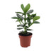 Clusia Rosea Princess - Autograph Tree in 12cm pot, approx. 15cm high Bild 1