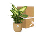 Ficus Elastica 'Robusta' im gelben ELHO Vibes Fold Topf (14 cm) Bild 5