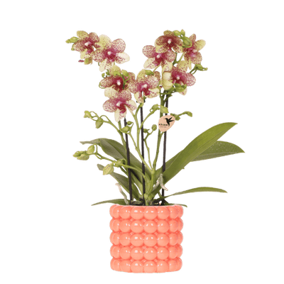 Kolibri Orchidee 'Grosetto' mit orangefarbenem Poppy-Übertopf Ø9cm