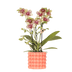 Kolibri Orchidee 'Grosetto' mit orangefarbenem Poppy-Übertopf Ø9cm Bild 1