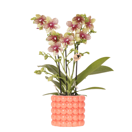Kolibri Orchidee 'Grosetto' mit orangefarbenem Poppy-Übertopf Ø9cm